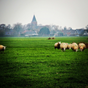 Losse coachsessie